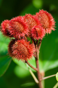 Annatto seed pods