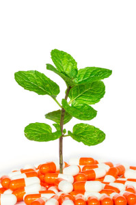 Peppermint plant growing out of enteric peppermint oil capsules.
