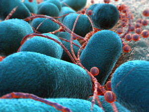 Escherichia coli bacterium under an electron  microscope