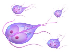 Giardia parasites