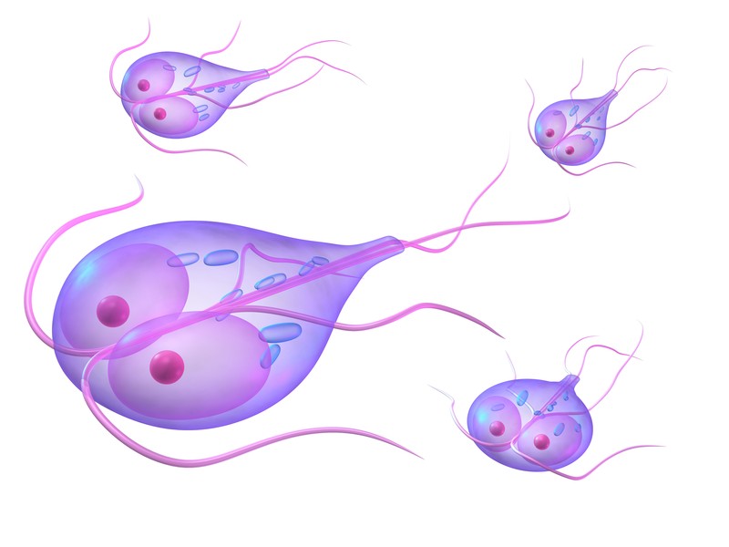 What Is Giardiasis Causes Symptoms And Treatment