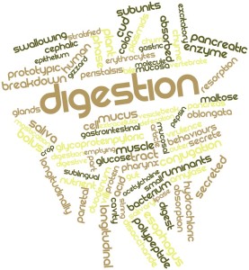Words describing the many aspects of the human digestive system.