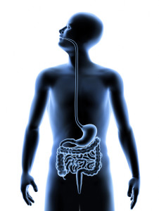 Picture of the human digestive system