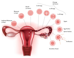 Picture of the uterus and the menstrual cycle which may cause IBS symptoms.