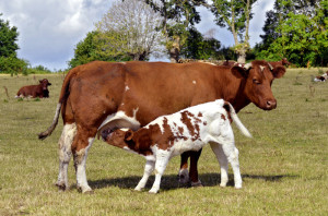 Cow nursing her calf.