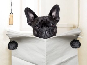 Dog reading the newspaper on the toilet.