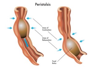 Picture of food being squeezed through intestines by peristalsis.